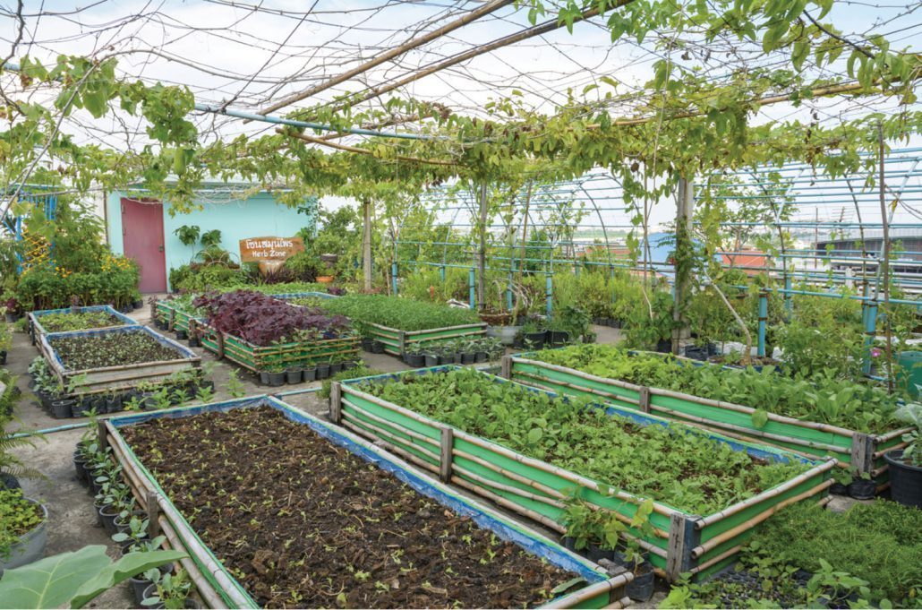 Gotham-greens-small-business