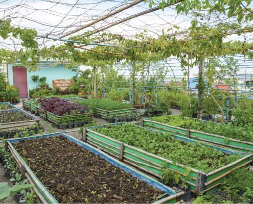 Gotham-greens-small-business