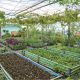 Gotham-greens-small-business